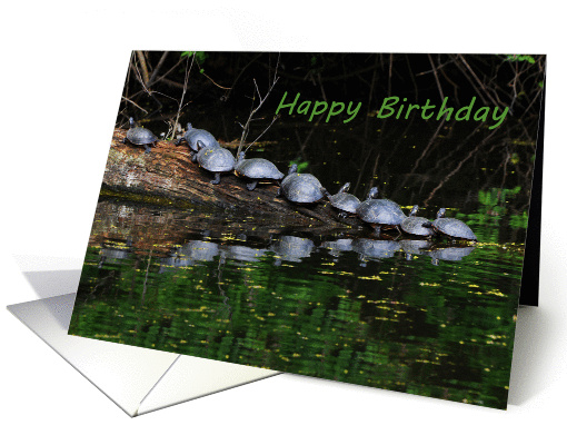 Nine Turtles On A Log card (851738)