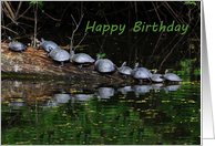 Nine Turtles On A Log card