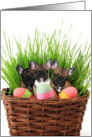 Easter French Bulldogs card