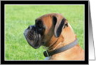 Boxer Dog headshot card