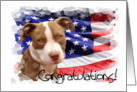 Congratulations Pitbull dog card