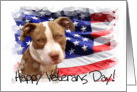 Happy Veterans Day Pitbull dog card