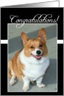 Congratulations Welsh Corgi dog card