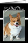 Get Well Soon Forgive you Welsh Corgi dog card