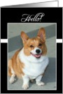 Hello Welsh Corgi dog card