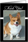 Thank You Welsh Corgi dog card