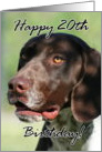 Happy 20th Birthday German Shorthaired pointer dog card