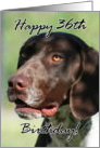Happy 36th Birthday German Shorthaired pointer dog card