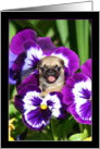 Pug puppy in Pansies card