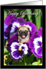 Happy Birthday Pug puppy in Pansies card