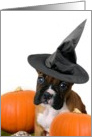 Halloween Boxer puppy with pumpkins card