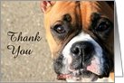 Thank You Boxer dog card