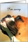 I’m sorry Boxer Dog card