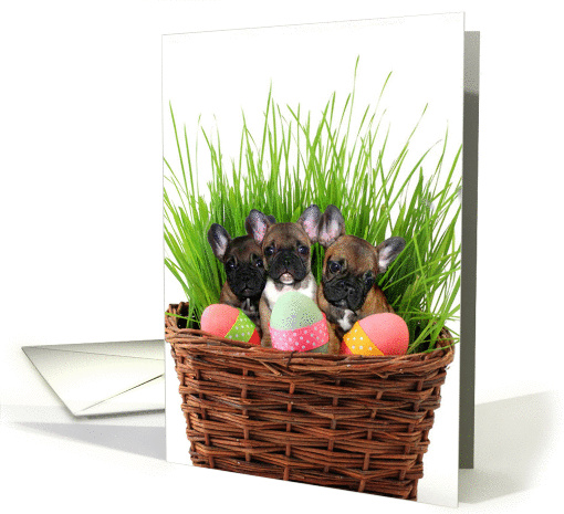 Easter French Bulldogs card (1017691)