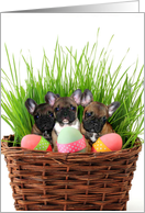 Easter French Bulldogs card