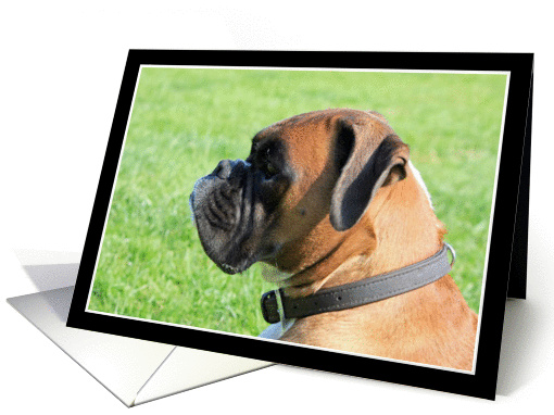 Boxer Dog headshot card (1138056)