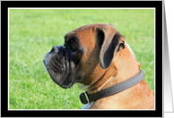 Boxer Dog headshot card