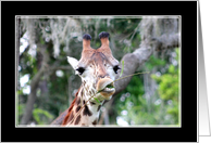 Giraffe card