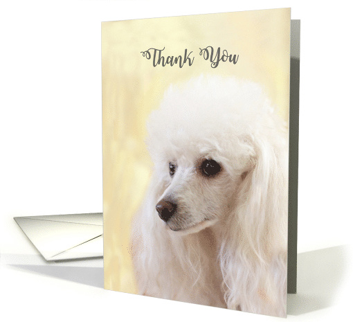 Thank You Poodle dog card (1607000)