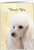 Thank You Poodle dog card
