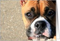Boxer dog card