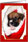 Christmas boxer puppy Card
