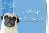 Merry Christmas Pug card