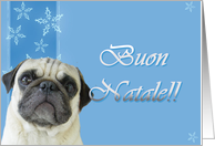 Buon Natale Pug