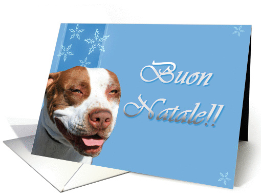 Buon Natale Pitbull dog card (322964)