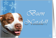 Buon Natale Pitbull dog card