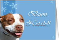 Buon Natale Pitbull...