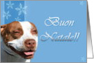 Buon Natale Pitbull dog card