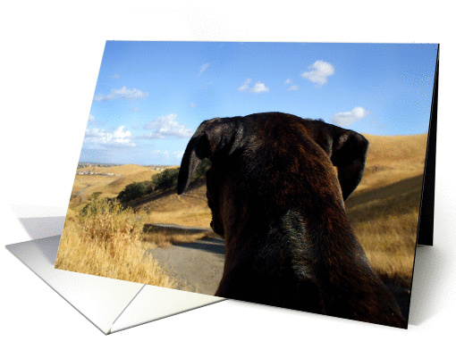 Boxer dog overlooking sky card (330207)