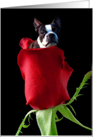 Boston terrier in Red Rose card