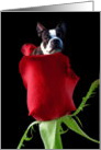 Boston terrier in Red Rose card