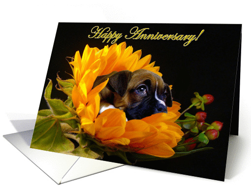 Happy Anniversary boxer puppy card (337221)