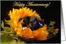 Happy Anniversary boxer puppy card