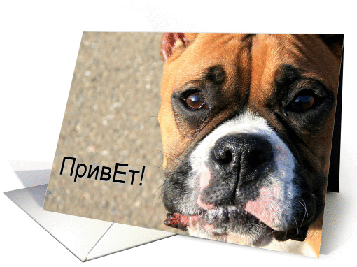 Russian Hello Boxer Dog card (354559)