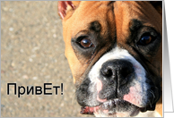 Russian Hello Boxer Dog card