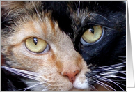 Calico cat