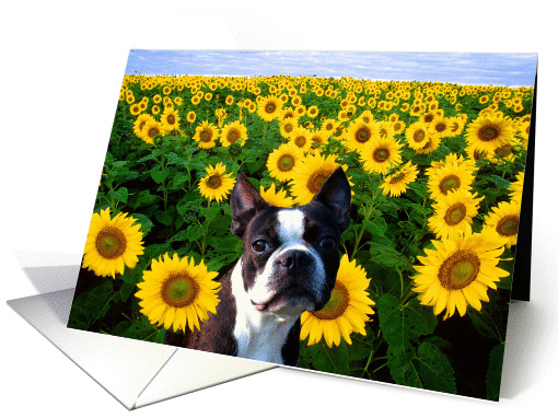Boston Terrier in Sunflowers card (367305)