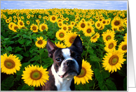 Boston Terrier in Sunflowers card