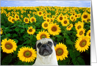 Pug in Sunflowers