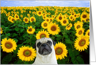 Pug in Sunflowers card