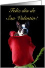 Feliz dia de San Valentin Boston Terrier card