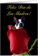 Feliz dia de Las Madres Boston Terrier card