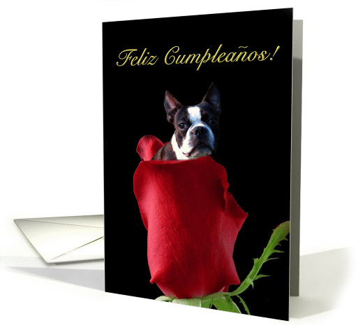 Feliz cumpleanos Boston Terrier card (370214)