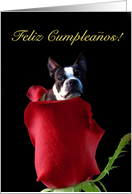 Feliz cumpleanos Boston Terrier card
