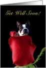 Get Well soon Boston Terrier card