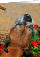 boxer dog card